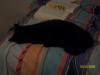<img100*0:stuff/z/179797/Cat%2520Photos%25202/17.jpg>