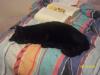 <img100*0:stuff/z/179797/Cat%2520Photos%25202/18.jpg>