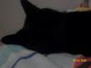 <img100*0:stuff/z/179797/Cat%2520Photos%25202/19.jpg>