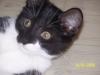 <img100*0:stuff/z/179797/Cat%2520Photos%25202/2.jpg>