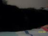 <img100*0:stuff/z/179797/Cat%2520Photos%25202/20.jpg>