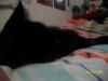 <img100*0:stuff/z/179797/Cat%2520Photos%25202/21.jpg>