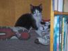<img100*0:stuff/z/179797/Cat%2520Photos%25202/23.jpg>