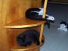 <img100*0:stuff/z/179797/Cat%2520Photos%25202/24.jpg>