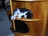 <img100*0:stuff/z/179797/Cat%2520Photos%25202/25.jpg>