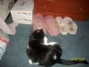 <img100*0:stuff/z/179797/Cat%2520Photos%25202/26.jpg>