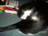 <img100*0:stuff/z/179797/Cat%2520Photos%25202/27.jpg>