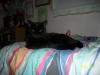 <img100*0:stuff/z/179797/Cat%2520Photos%25202/28.jpg>