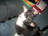 <img100*0:stuff/z/179797/Cat%2520Photos%25202/29.jpg>