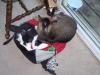<img100*0:stuff/z/179797/Cat%2520Photos%25202/3.jpg>