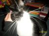 <img100*0:stuff/z/179797/Cat%2520Photos%25202/30.jpg>