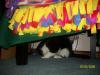 <img100*0:stuff/z/179797/Cat%2520Photos%25202/31.jpg>