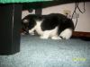<img100*0:stuff/z/179797/Cat%2520Photos%25202/32.jpg>