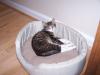 <img100*0:stuff/z/179797/Cat%2520Photos%25202/33.jpg>