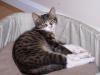 <img100*0:stuff/z/179797/Cat%2520Photos%25202/34.jpg>