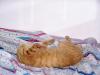 <img100*0:stuff/z/179797/Cat%2520Photos%25202/35.jpg>