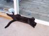 <img100*0:stuff/z/179797/Cat%2520Photos%25202/36.jpg>