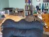 <img100*0:stuff/z/179797/Cat%2520Photos%25202/37.jpg>