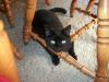 <img100*0:stuff/z/179797/Cat%2520Photos%25202/38.jpg>