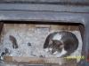 <img100*0:stuff/z/179797/Cat%2520Photos%25202/39.jpg>