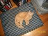 <img100*0:stuff/z/179797/Cat%2520Photos%25202/4.jpg>