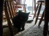 <img100*0:stuff/z/179797/Cat%2520Photos%25202/40.jpg>