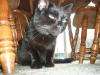 <img100*0:stuff/z/179797/Cat%2520Photos%25202/41.jpg>