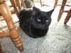 <img100*0:stuff/z/179797/Cat%2520Photos%25202/42.jpg>