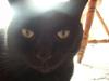 <img100*0:stuff/z/179797/Cat%2520Photos%25202/43.jpg>