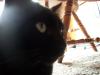 <img100*0:stuff/z/179797/Cat%2520Photos%25202/44.jpg>