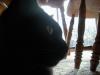 <img100*0:stuff/z/179797/Cat%2520Photos%25202/45.jpg>