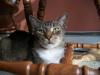 <img100*0:stuff/z/179797/Cat%2520Photos%25202/46.jpg>