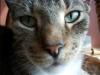 <img100*0:stuff/z/179797/Cat%2520Photos%25202/47.jpg>