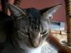 <img100*0:stuff/z/179797/Cat%2520Photos%25202/48.jpg>