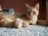 <img100*0:stuff/z/179797/Cat%2520Photos%25202/49.jpg>