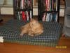 <img100*0:stuff/z/179797/Cat%2520Photos%25202/5.jpg>