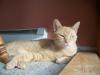 <img100*0:stuff/z/179797/Cat%2520Photos%25202/50.jpg>