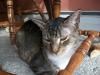 <img100*0:stuff/z/179797/Cat%2520Photos%25202/51.jpg>
