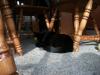 <img100*0:stuff/z/179797/Cat%2520Photos%25202/52.jpg>