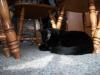 <img100*0:stuff/z/179797/Cat%2520Photos%25202/53.jpg>
