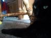 <img100*0:stuff/z/179797/Cat%2520Photos%25202/54.jpg>