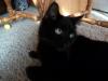 <img100*0:stuff/z/179797/Cat%2520Photos%25202/55.jpg>