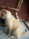 <img100*0:stuff/z/179797/Cat%2520Photos%25202/56.jpg>