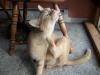 <img100*0:stuff/z/179797/Cat%2520Photos%25202/57.jpg>