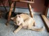<img100*0:stuff/z/179797/Cat%2520Photos%25202/58.jpg>