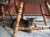 <img100*0:stuff/z/179797/Cat%2520Photos%25202/59.jpg>