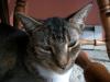 <img100*0:stuff/z/179797/Cat%2520Photos%25202/60.jpg>