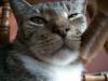 <img100*0:stuff/z/179797/Cat%2520Photos%25202/61.jpg>