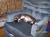 <img100*0:stuff/z/179797/Cat%2520Photos%25202/62.jpg>