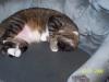 <img100*0:stuff/z/179797/Cat%2520Photos%25202/63.jpg>